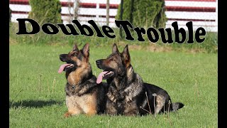 Obedience Trained Adult German Shepherd  Double Action [upl. by Stilla]