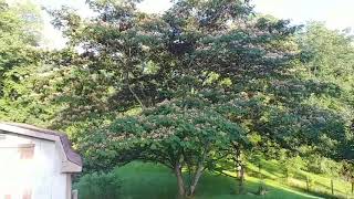 Mimosa Tree Full Grown Information [upl. by Wolenik]