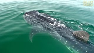 Whale Sharks of Holbox  JONATHAN BIRDS BLUE WORLD [upl. by Orihakat958]