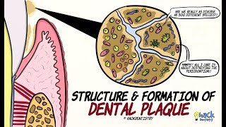 Dental Plaque Structure and Formation [upl. by Daune484]