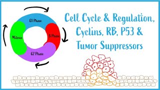 Cell Cycle amp Regulation Mitosis Cyclins RB P53 amp Tumor Suppressors USMLE Esssentials [upl. by Chilt]