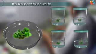 Tissue Culture [upl. by Oihsoy]