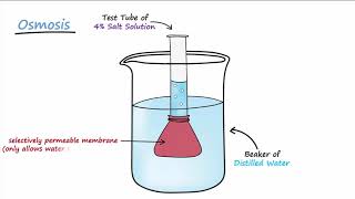 Diffusion amp Osmosis [upl. by Haswell]