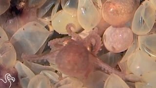 Octopus Birth and Why Octo Moms Are The Best  The Dodo [upl. by Suoicerpal703]