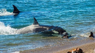 Orca Sneak Attacks [upl. by Alcott]