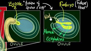 Fertilisation zygote embryo germination  How do organisms reproduce  Biology  Khan Academy [upl. by Leidba816]