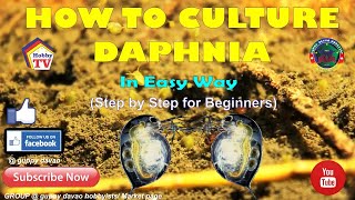 HOW TO CULTURE DAPHNIA In Easy Way [upl. by Judon]