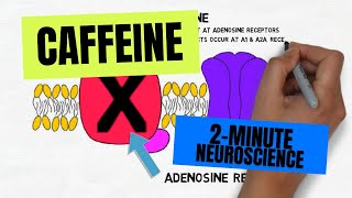 Caffeine and Adenosine Receptors [upl. by Malissia470]