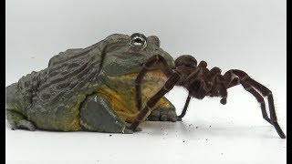 Giant African Bullfrog Devours Goliath Bird Eater Warning Live Feeding [upl. by Lokin]