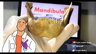 Anatomía  Práctica de Mandíbula Cuerpo y Ramas Inserciones Musculares [upl. by Tonina]