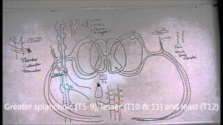 Anatomy of sympathetic nervous system  part 2 [upl. by Erie]