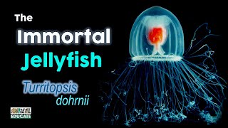 The Immortal Jellyfish  Turritopsis dohrnii [upl. by Rekyr]