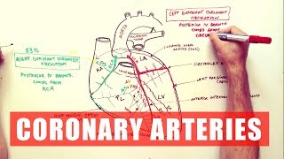 Aortic Branches  Cardiology [upl. by Boyden]