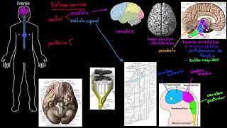 Estructura del sistema nervioso  Khan Academy en Español [upl. by Salvatore958]