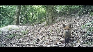 Renards  pris au quotpiège VIDEOquot   Bushnell TrophyCam [upl. by Slater]