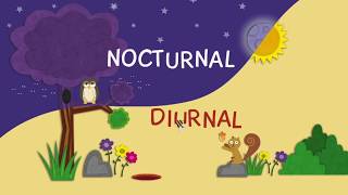 nocturnal and diurnal animals mp4 [upl. by Jabon]