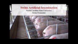 Swine Artificial Insemination [upl. by Aiuhsoj448]