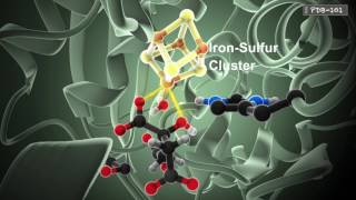 How Enzymes Work from PDB101 [upl. by Mandle295]