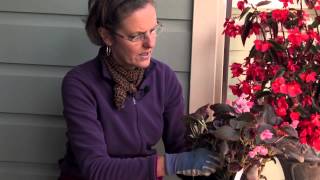 How to Pinch Out Begonias  More Gardening Advice [upl. by Assiren]