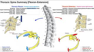 REUPLOAD Rib Movements  Coupled with Thoracic Flexion amp Extension [upl. by Haldan]