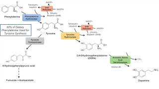 Catecholamine Biosynthesis Pathway [upl. by Olrac]