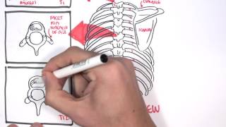 Anatomy Thorax Overview  Ribs Sternal angle Pleura and Pneumothorax [upl. by Caves]