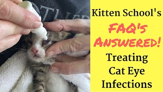 How I Treat a Kitten or Cat Eye Infection at Home [upl. by Belamy]