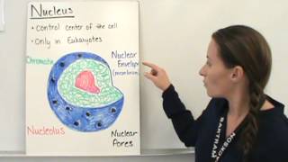 Organization of the Cell [upl. by Akeret]