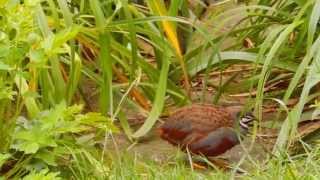 Chinese painted quails Coturnix chinensis  wild type [upl. by Ubana]