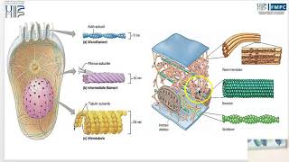 Capsule 9  Cytosquelette [upl. by Noonan]