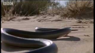 How snakes move amp run  Serpent  BBC Animals [upl. by Dnomra]