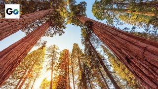 Sequoia amp Kings Canyon National Parks [upl. by Zetes]