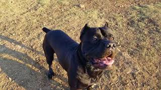 Dominant dogs at the dog park [upl. by Ahrat]