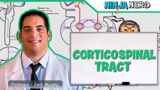 Neurology  Descending Tracts Corticospinal Tract [upl. by Aramad]