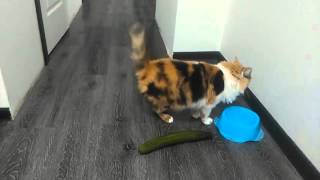 Verrückte Katzen  Gurken Compilation Lustige Katzenvideos [upl. by Budge]