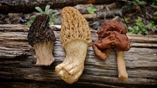 Morel Mushrooms 101 How to Safely Identify and Harvest Morels [upl. by Eigger977]