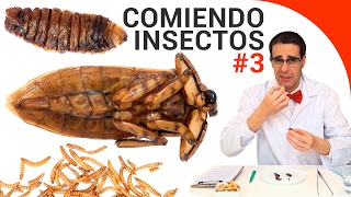 Comiendo insectos 3 cucarachas gigantes orugas y gusanos  Entomofagia [upl. by Aliled]