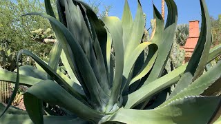 Agave salmiana [upl. by Ylreveb]