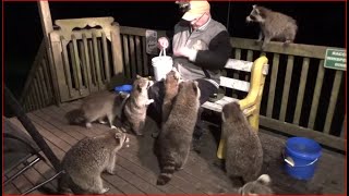 Raccoons Pizza Night and full house [upl. by Ahsinuq]