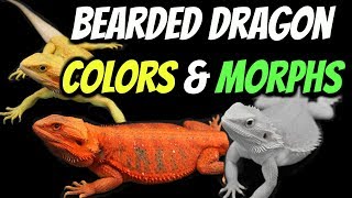 Types of Bearded Dragons  Colors amp Morphs Explained [upl. by Halyhs527]