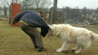 Caucasian Ovcharka Winner Listicka 22 months old  training I [upl. by Reilly]