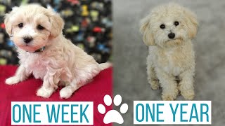 MALTIPOO PUPPY GROWING UP from 1 week to 1 year  Roscos Journey from Puppy to Full Grown [upl. by Berkie]