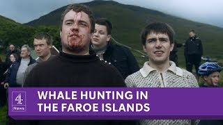 The Faroe Islands annual whale slaughter [upl. by Garlanda1]