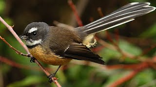 NZ Fantail  Piwakawaka [upl. by Airtemed406]