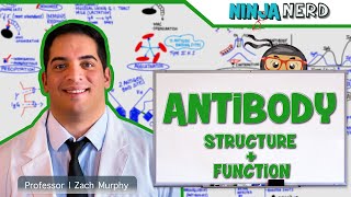 Immunology  Antibody Structure amp Function [upl. by Hirst]