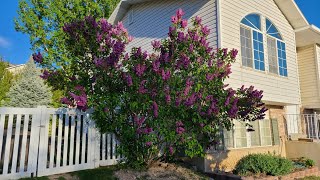 How to Grow Beautiful Lilacs [upl. by Colin]