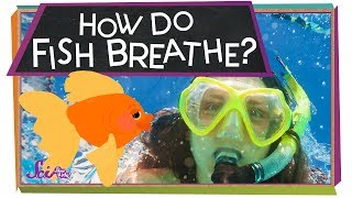 How Do Fish Breathe  Animal Science for Kids [upl. by Cock621]