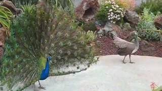 Peacock and Peahen Display [upl. by Nev]