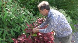 Are persicaria perfect plants for the modern garden [upl. by Aleen999]