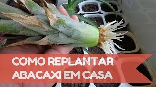 Como plantar abacaxi em casa  Método mais fácil [upl. by Ricki]